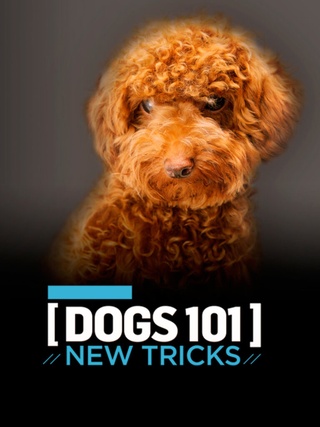 Dogs 101: New Tricks