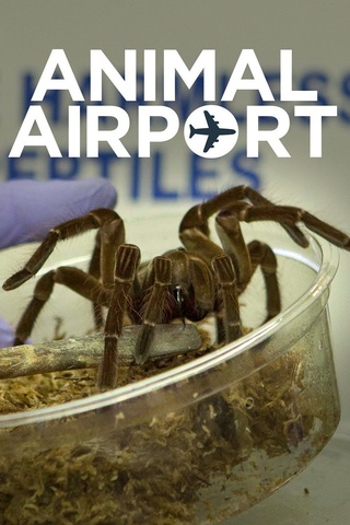 Animal Airport