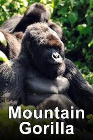 Mountain Gorilla: Mission Critical