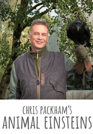 Chris Packham's Animal Einsteins