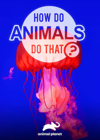 How Do Animals Do That?